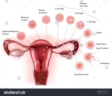 Cell Development Female Reproductive System Showing Stock Vector