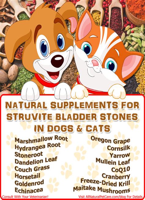 Natural Treatment of Struvite Bladder Stones in Dogs and Cats