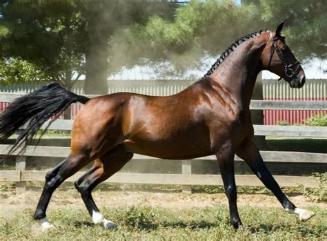 Hackney Pony Horse Breed Profile and Riding Lesson - Mammal Age