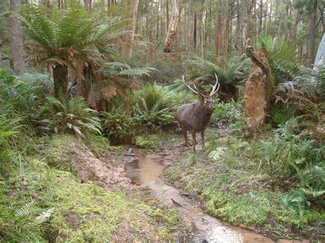 What Is A Trophy Sambar Stag Wild Deer And Hunting Adventures