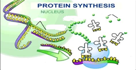 Mrna Trna Rrna Structure