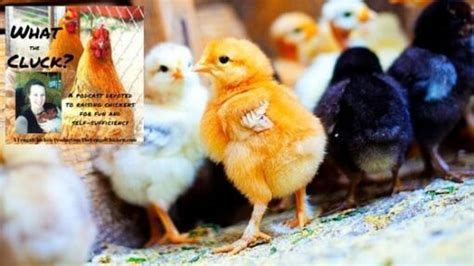 Ways To Sex Baby Chicks