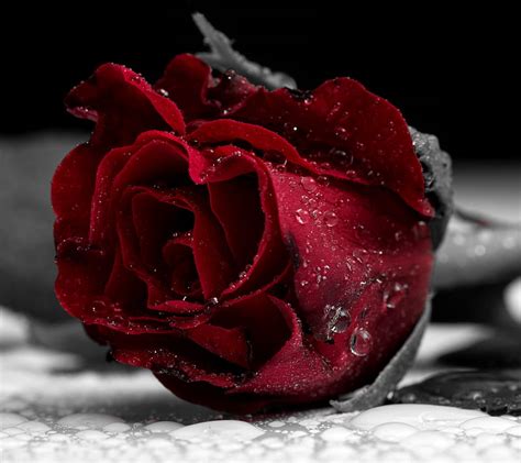 Rose Dew Drops Flower Red Hd Wallpaper Peakpx