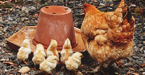 How to Start Raising Chickens for Meat with Low Budget & Maintenance