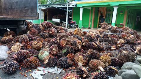 Simak Harga Tandan Buah Sawit Terbaru Hari Ini Naik