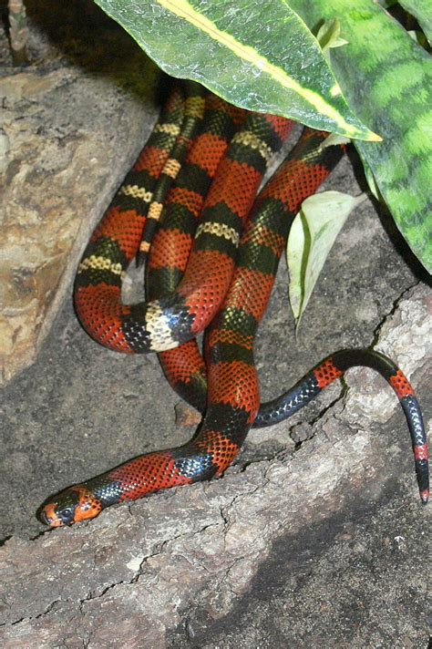 Honduran Milk Snake Facts and Pictures