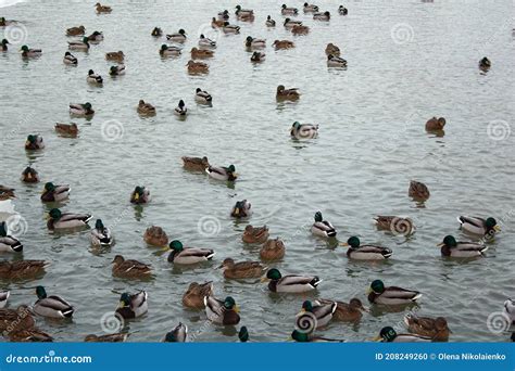 Muchos Patos Salvajes Nadan En El Lago Una Bandada De Patos En El Agua