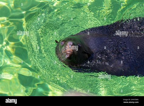 The California Sea Lion Zalophus Californianus Swimming In A Water