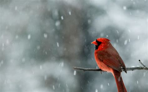 Male Cardinal In Snow HD desktop wallpaper : Widescreen : High ...