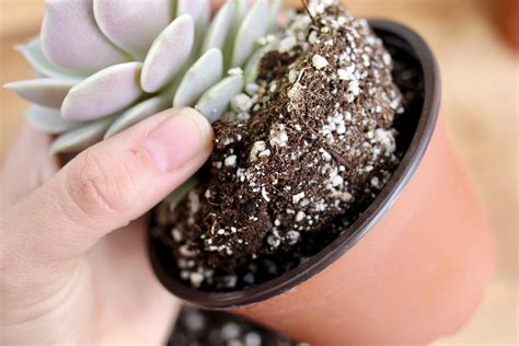 Pairing Succulents Diy Succulents Diy Succulent Gardening