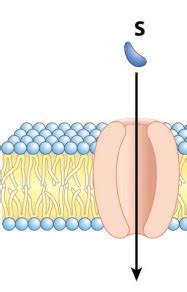 Lecture Membrane Protein Transporters Flashcards Quizlet