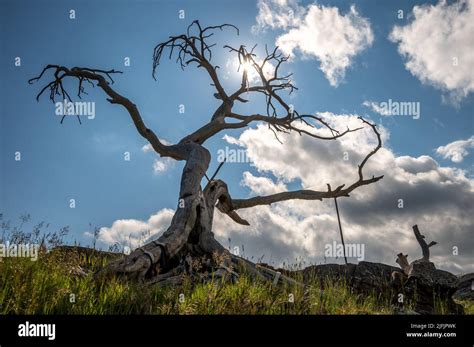 The Famous Burmis Tree In Crowsnest Pass Alberta Canada Stock Photo