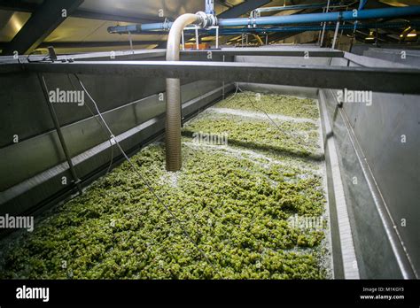 White Grapes In The Strainer To Strain Of All The Juice Before The