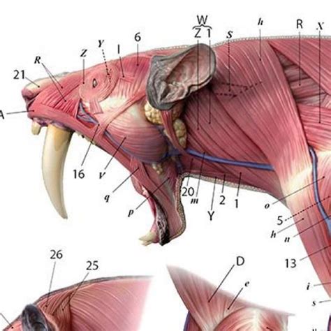 Smilodon Anatomy Chart Juns Anatomy Mammals Mammals Anatomy