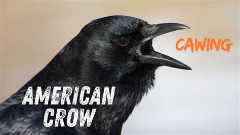 American Crow Sounds And Calls Caw Rattle Honk And More Youtube