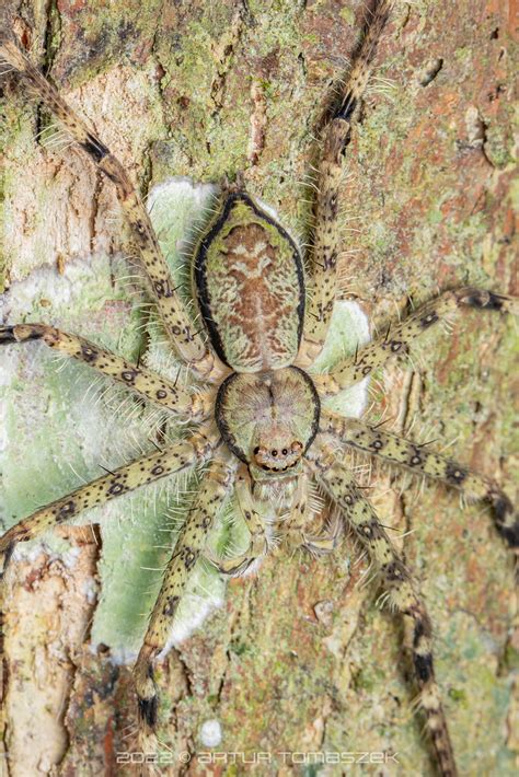 Pandercetes Sp Inglourious Reptiles Flickr