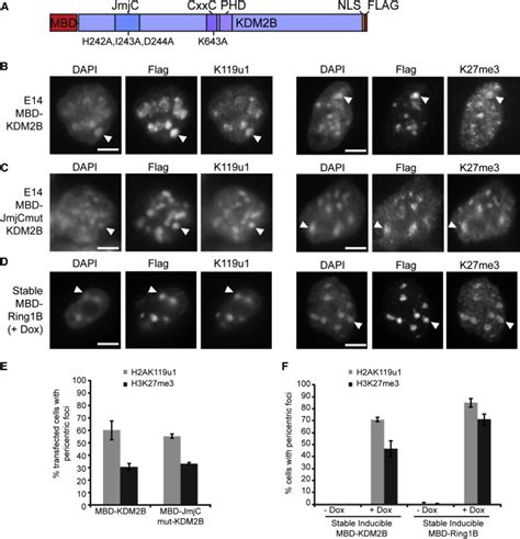 Kdm2b And Ring1b Recruit Prc2 Activity To Pch Domains Download Scientific Diagram