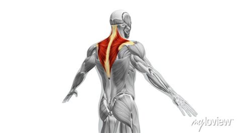 Anatomy Of The Trapezius Muscles Posters For The Wall • Posters Therapy