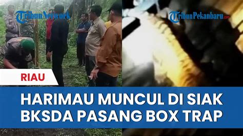 HEBOH Kemunculan Harimau Di Siak BBKSDA Riau Pasang Dua Box Trap YouTube