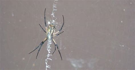 Ive Seen A Number Of Other Folks Posting Pictures Of Garden Spiders From Around Their Homes