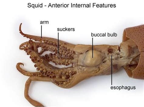 Zoology Squid Systems Flashcards Quizlet