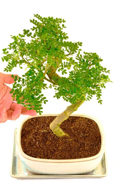 Beautifully Shaped Aromatic Pepper Tree Bonsai Uk