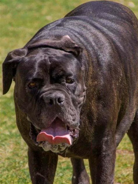 Neapolitan Mastiff History Characteristics And Care All You Need