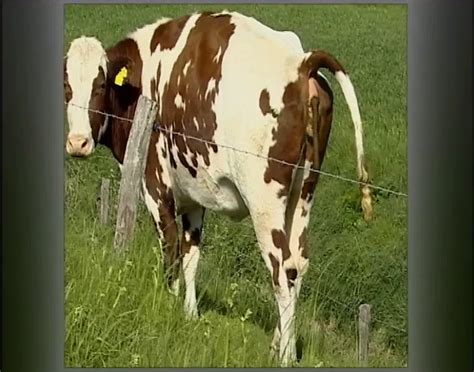 Der Sadisten Zirkel 11 Full Movie BDSM Porn Feat Sienna Savage XHamster