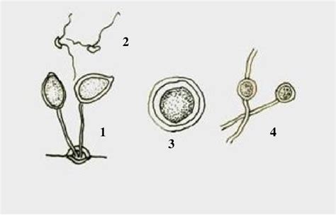 Estructuras Reproductivas Del Hongo Phytophthora Esporangios