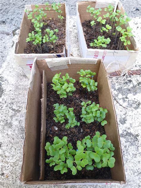 Kamatis Plant