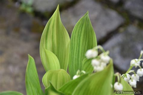 Convallaria Majalis Hardwick Hall Urzeitwald Waldhilsbach