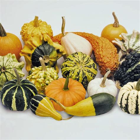 GOURD Small Fruited Mix Cream Tea, Fall Decor, Holiday Decor, Unusual ...