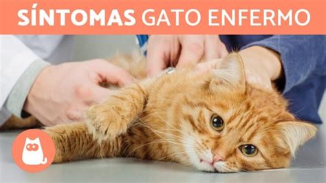 Cómo se comportan los gatos con enfermedad Actualizado septiembre 2024