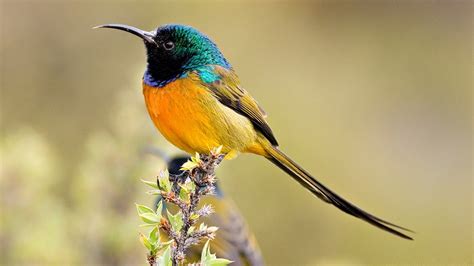 colorful bird-birds Desktop Wallpapers Preview | 10wallpaper.com