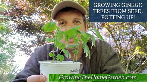 Growing Ginkgo Trees From Seeds Ginkgo Biloba Youtube