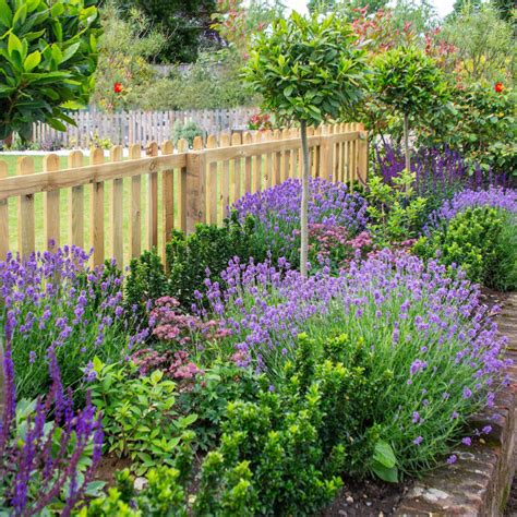 Why You Should Be Growing Lavender - The Ultimate Perennial!