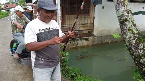 Strike Ikan Nila Bertubi Tubi Untung Bawa Umpan Lumut Banyak Youtube