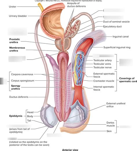 Male Reproductive System Diagram Ant View Diagram Quizlet