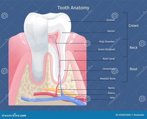 Tooth Anatomy Infographic Teeth Anatomic Structure Teeths Parts