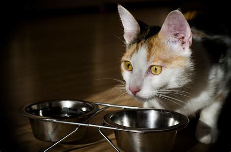 O gato tricolor fome come o alimento seco saudável holística