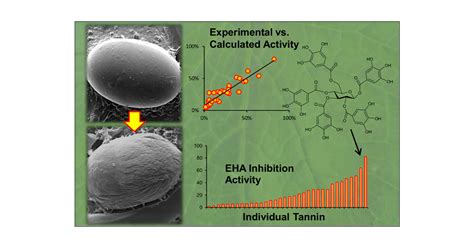 Chemical Structures Of Plant Hydrolyzable Tannins Reveal Their In Vitro