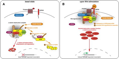 Regulation Of Wntβ‐catenin Signalling By Tankyrase‐dependent Polyadp