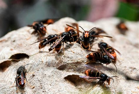 Sex Pheromone Traps Could Stop Spread Of ‘murder Hornets’ Say Researchers The Independent