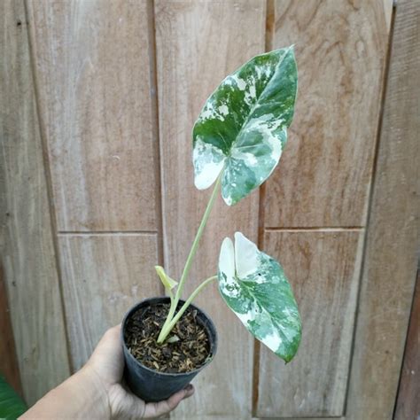 Jual Tanaman Hias Sente Variegata Alocasia Macrorrhiza Variegata 3