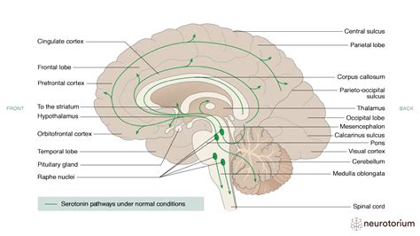 Serotonin Pathway In The Brain