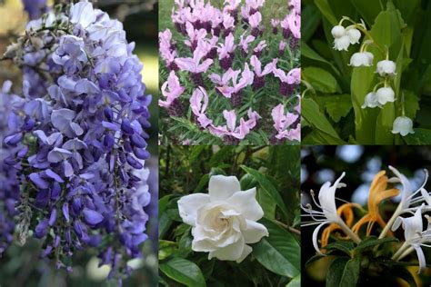 10 Best Fragrant Flowers To Plant That Smell Good For Garden Florgeous