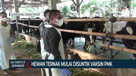 Vaksinasi PMK Di Lumajang Mulai Digelar Prioritas Sapi Perah Video