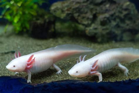 Axolotl Sexing How To Determine An Axolotls Gender