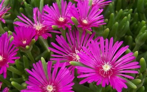 Delosperma Cooperi Purple Hardy Ice Plant 1 Gallon Groundcover Perennial Delosperma