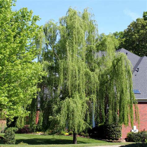 Weeping Willow Trees for Sale | BrighterBlooms.com